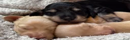 Miniature Dachshund dogs for sale: KC Longhaired Cream Miniature Dachshund Puppies - Advert 15