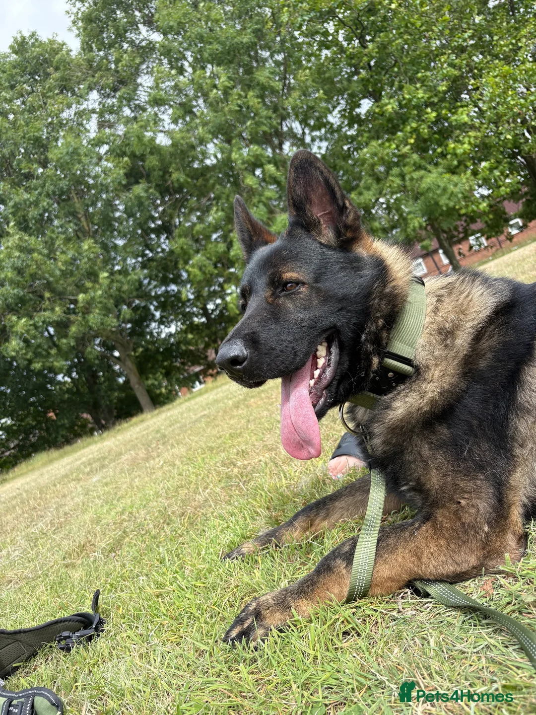 German Shepherd dogs for sale: Stunning kc male  - Advert 1