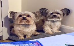 Chorkie dogs for sale: Chorkie (x2 Boys) - Image 29