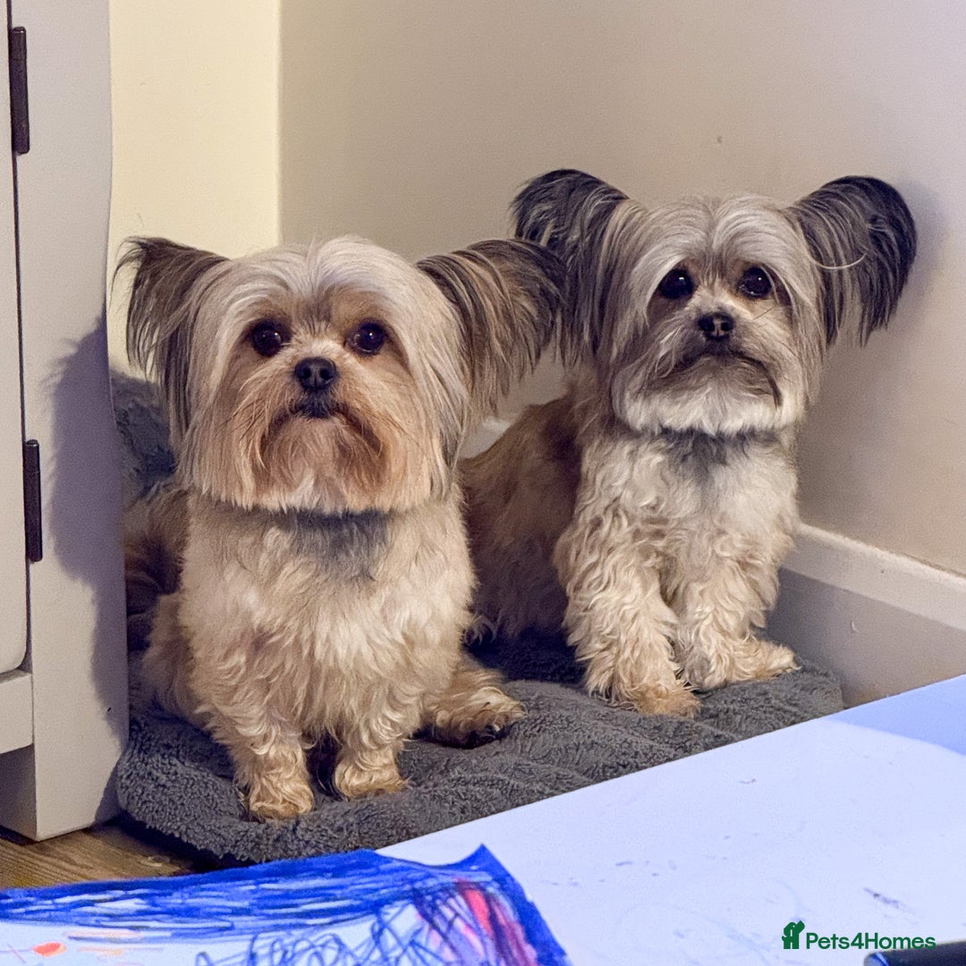 Chorkie dogs for sale: Chorkie (x2 Boys) - Image 29