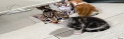 Mixed Breed cats for sale: BEAUTIFUL TORTISHELL KITTEN AND MORE - Advert 6