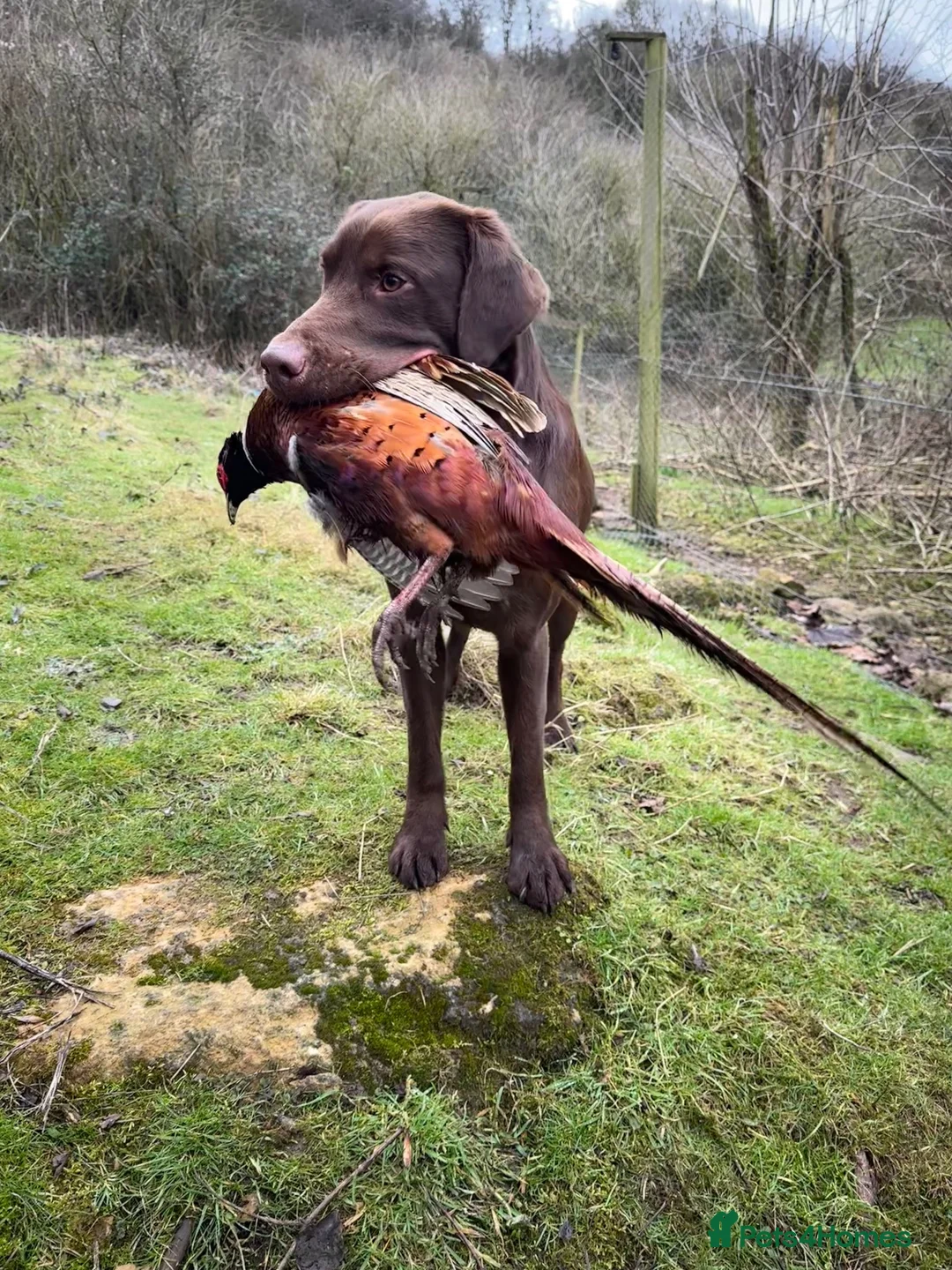 Labrador Retriever dogs for sale: Beautiful Chocolate and Yellow working Labradors  - Advert 24
