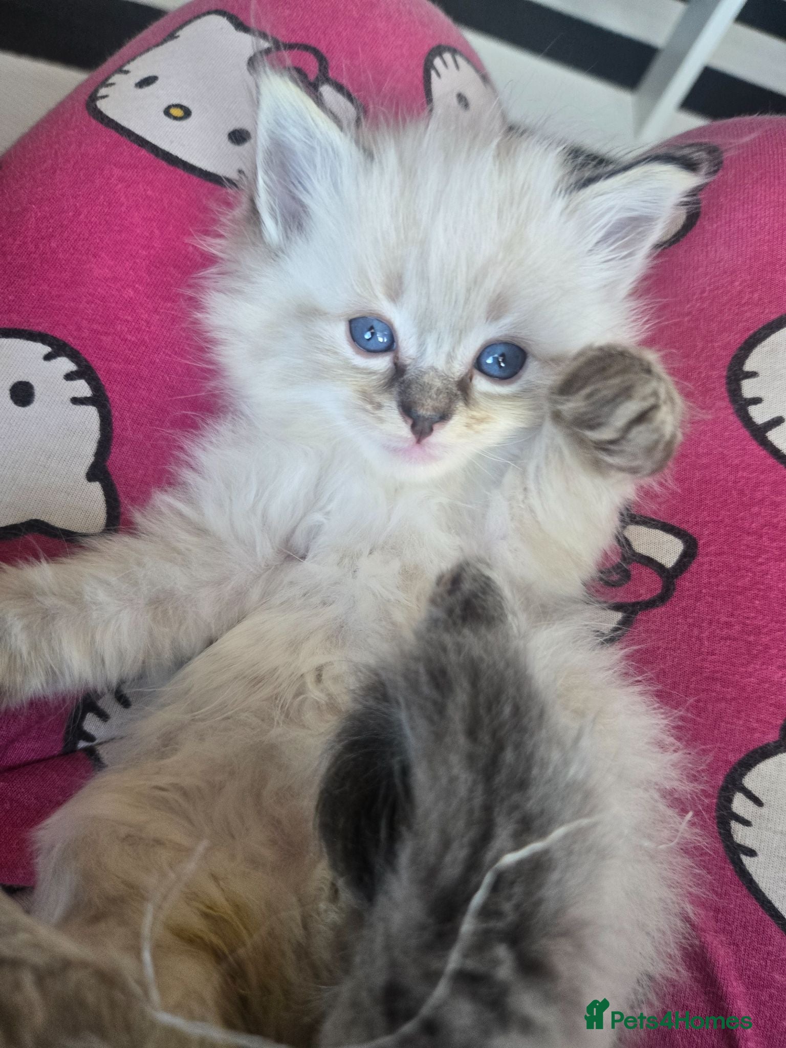 Ragdoll cats Cute litter of Purebred Blue-eyed Ragdoll kittens - Advert 2