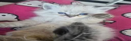 Ragdoll cats for sale: Just 2 left: Purebred female Ragdoll kittens - Advert 31