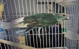 Cockatiels birds for sale: Blue Make kakariki and 3 Cockatiels  - Image 2