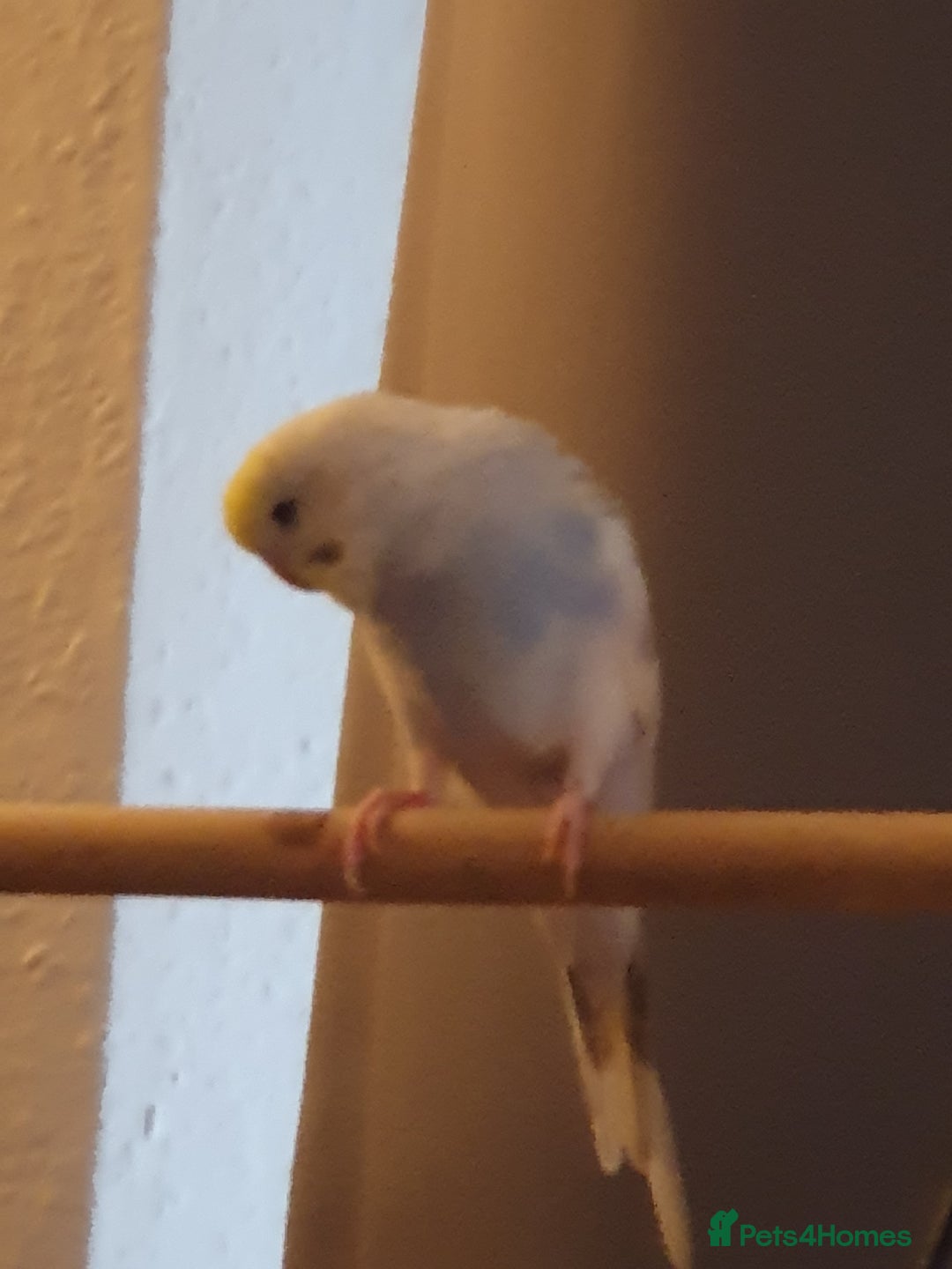 Budgerigars birds for sale: Beautiful budgies looking for a new home - Image 7