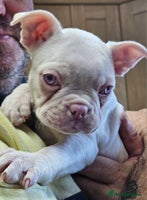 Mixed Breed dogs - Advert 2