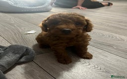 Maltipoo dogs for sale: Maltipoo puppies - Image 3