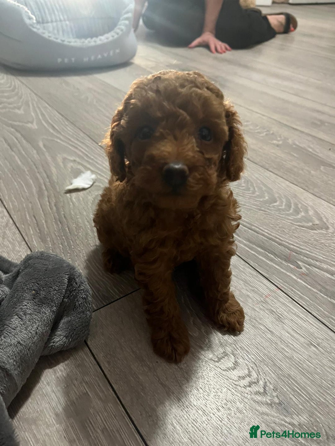 Maltipoo dogs for sale: Maltipoo puppies - Image 3
