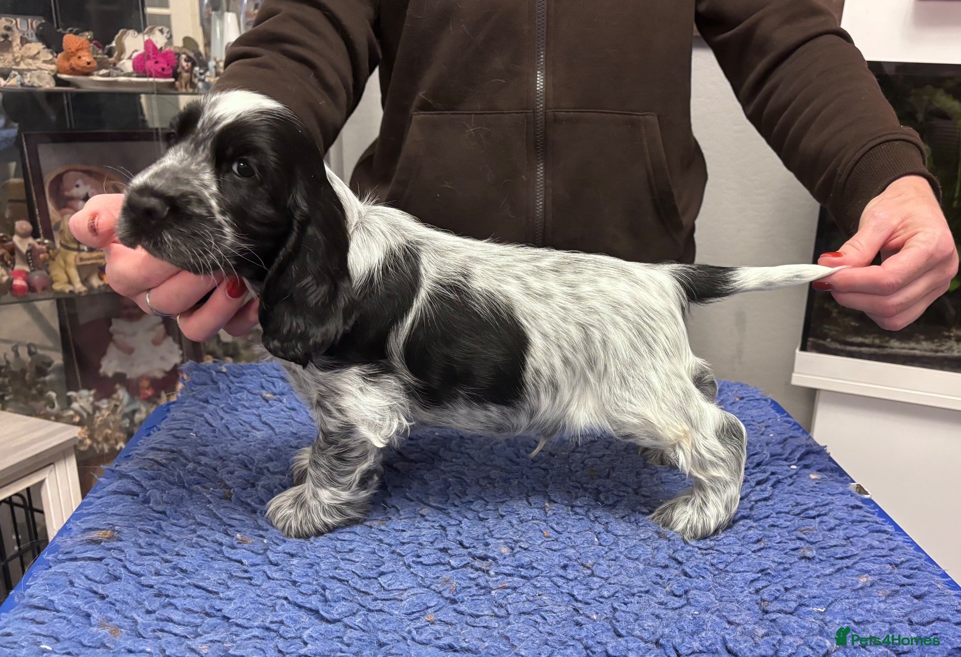 Cocker Spaniel dogs Show Cocker Show Quality DNA Tested Parents  - Advert 14