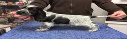 Cocker Spaniel dogs for sale: Show Cocker Show Quality DNA Tested Parents  - Advert 5