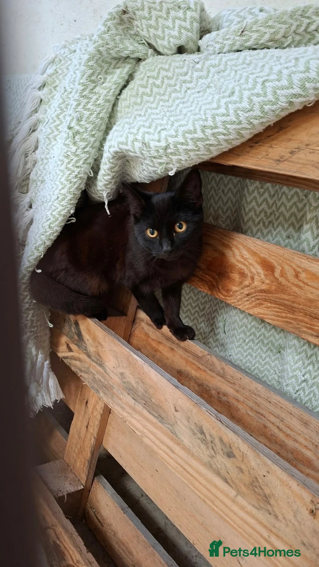 Mixed Breed cats for sale: Loving kittens looking for a family in Weston-super-Mare - Advert 3