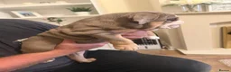 English Bulldog dogs for sale: 🐾 two females english Bulldog pups 🐾 - Advert 8