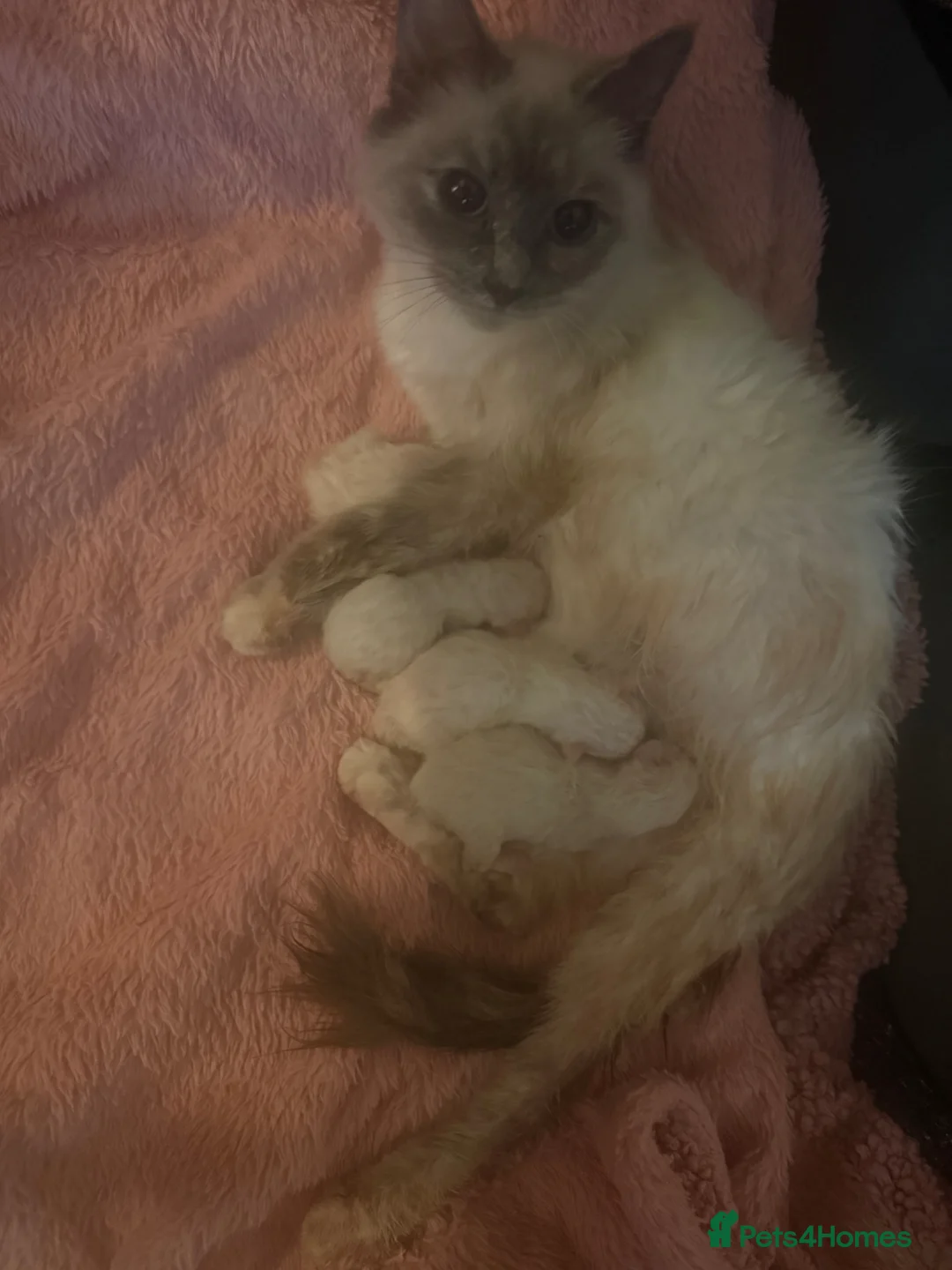 Ragdoll cats for sale: Ragdoll - Advert 1