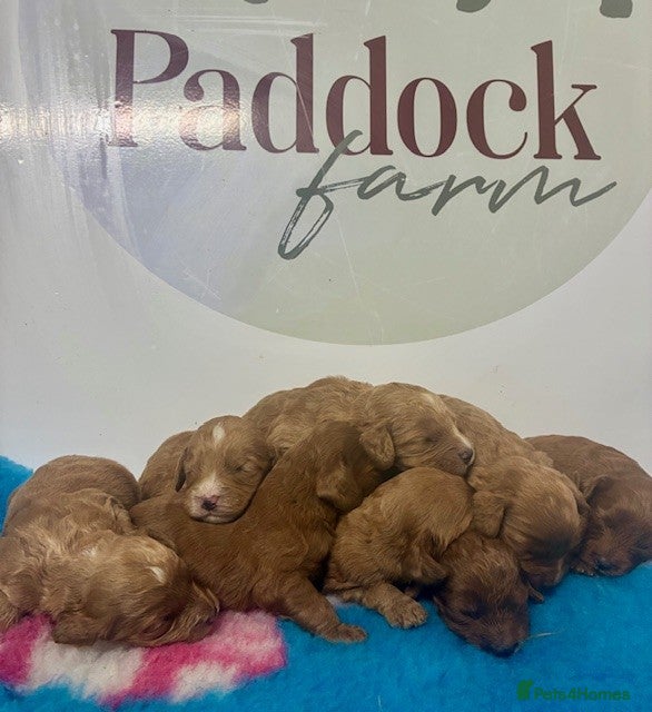 Cockapoo dogs 🌟 Beautiful F1 Cockapoo puppies 🌟 - Advert 4