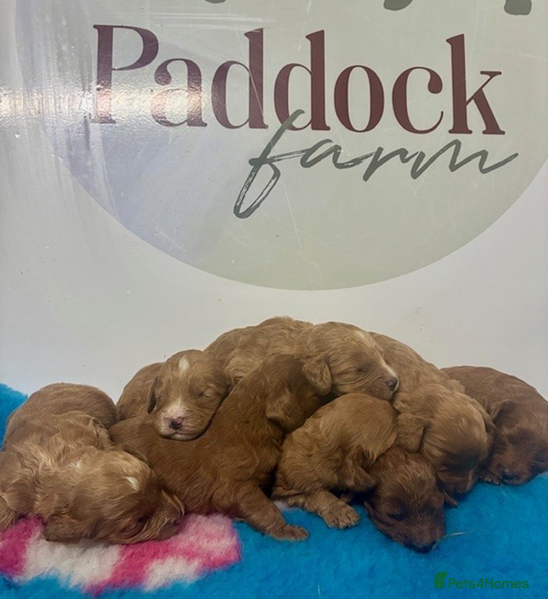 Cockapoo dogs for sale: 🌟 Beautiful F1 Cockapoo puppies 🌟 - Advert 1