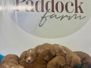 Cockapoo dogs 🌟 Beautiful F1 Cockapoo puppies 🌟 - Advert 1