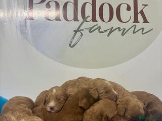 Cockapoo dogs 🌟 Beautiful F1 Cockapoo puppies 🌟 - Advert 2