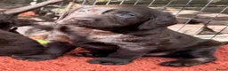 Labradoodle dogs for sale: 🐾 Beautiful Dark Chocolate Labradoodle pups - Advert 10