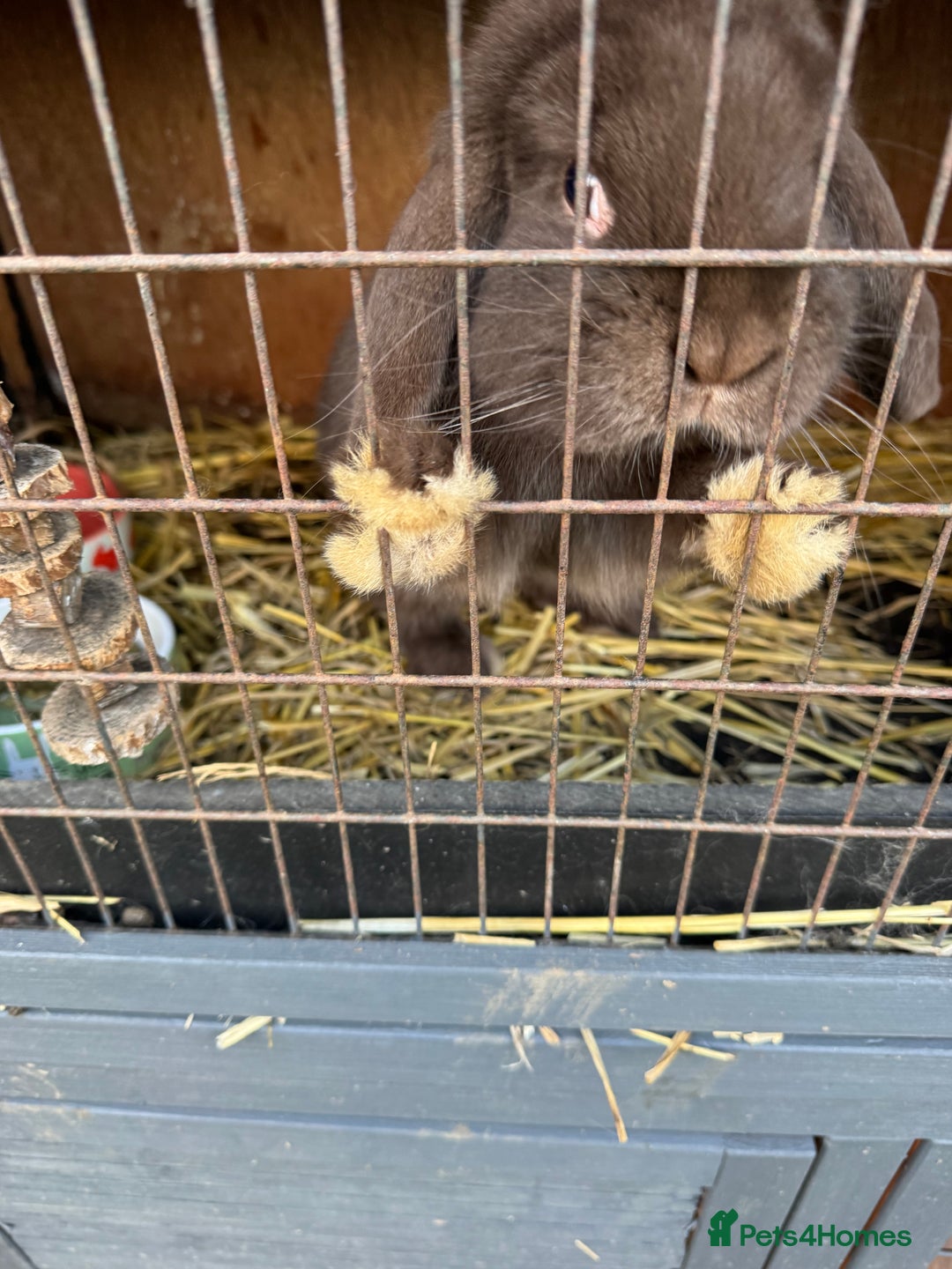 Mini Lop rabbits for sale: Mini Lop Bunny *URGENTLY NEEDS NEW HOME* - Advert 2