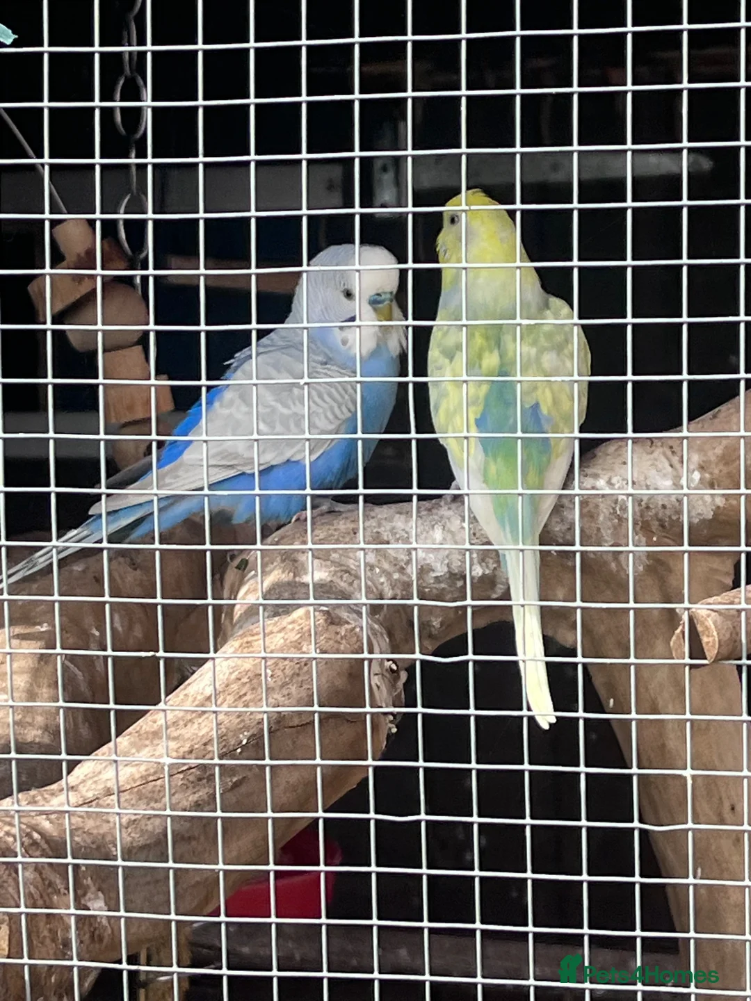 Budgerigars birds for sale: Budgies in Rotherham - Advert 3