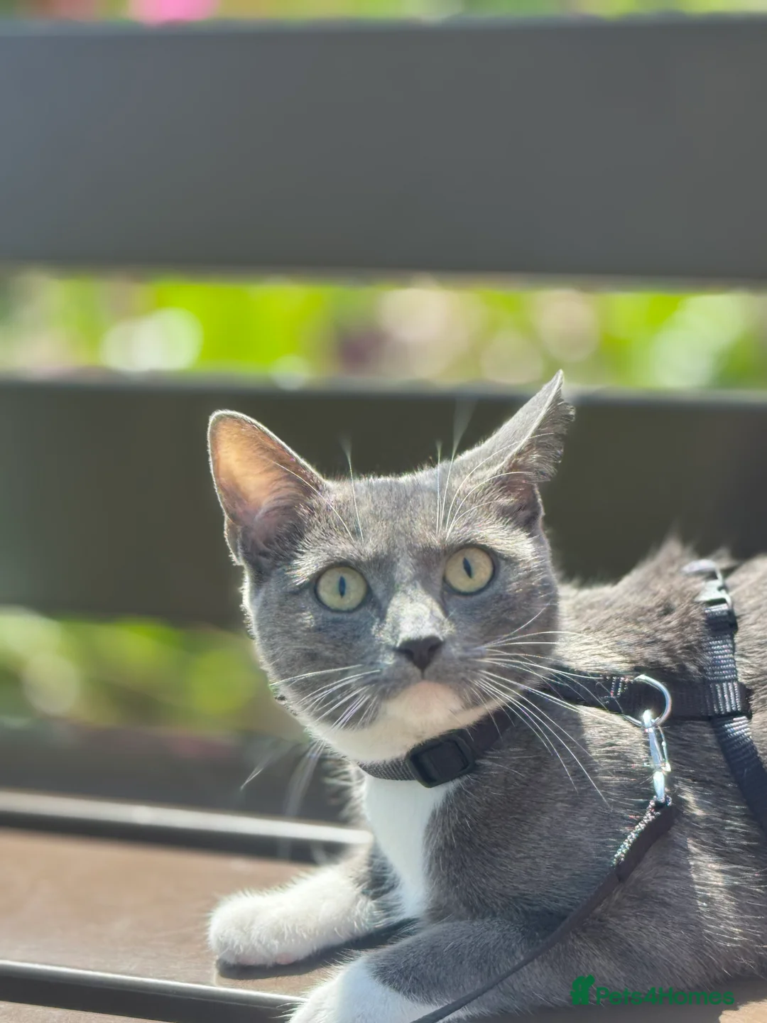 Mixed Breed cats for sale: Beautiful Male Kitten - Friendly & Playful - Advert 1