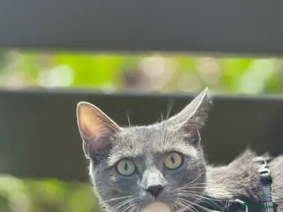 Mixed Breed cats Beautiful Male Kitten - Friendly & Playful - Advert 1