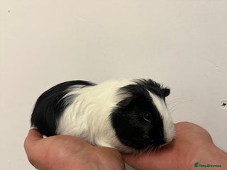 Guinea Pig rodents - Advert 24