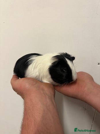 Guinea Pig rodents - Advert 15