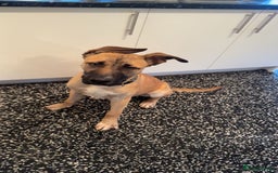 Mixed Breed dogs for sale: 8 months puppy  - Advert 2