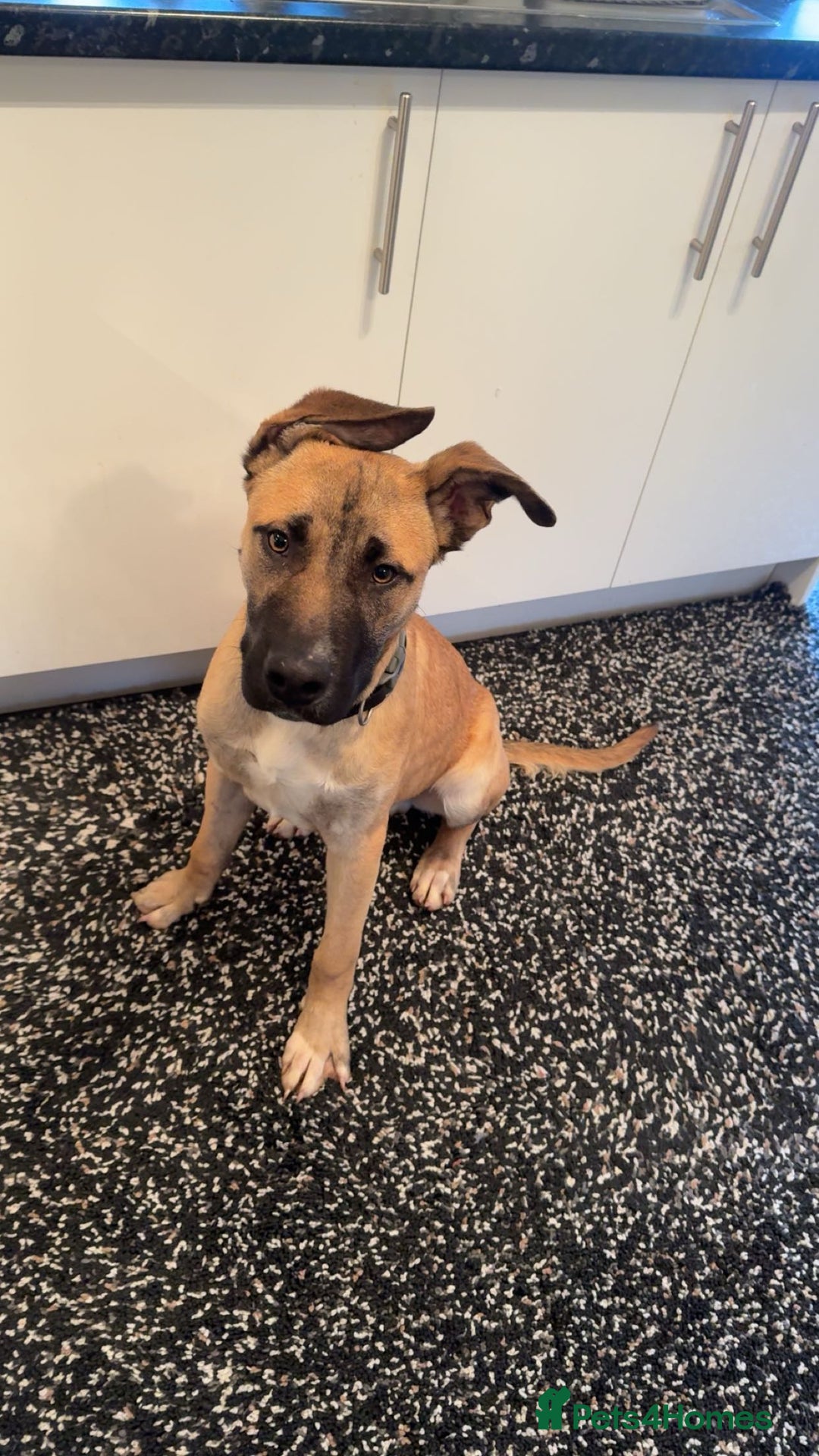 Mixed Breed dogs for sale: 8 months puppy  - Advert 2