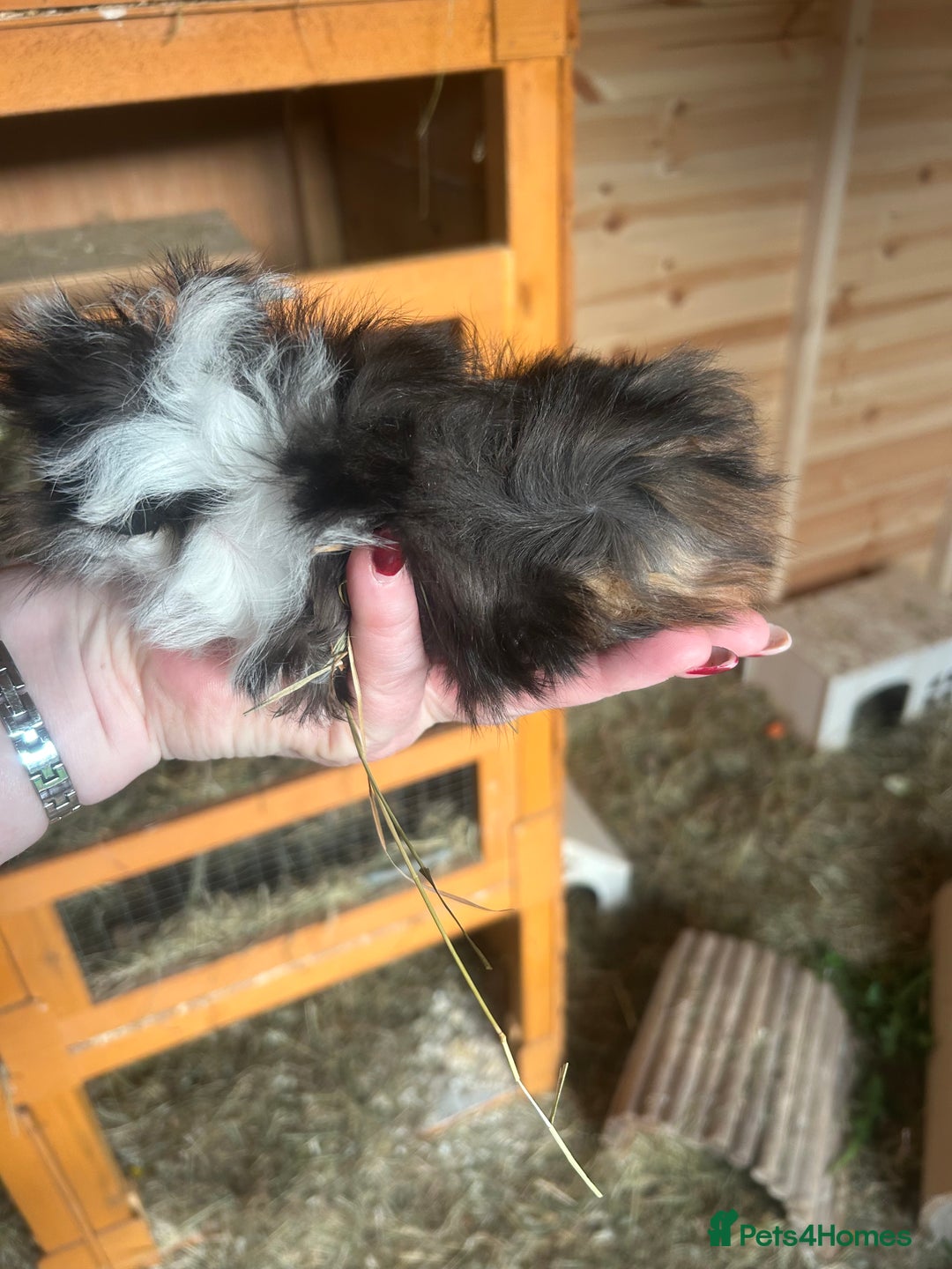 Guinea Pig rodents for sale: 3 male longhair guinea pigs  - Image 2