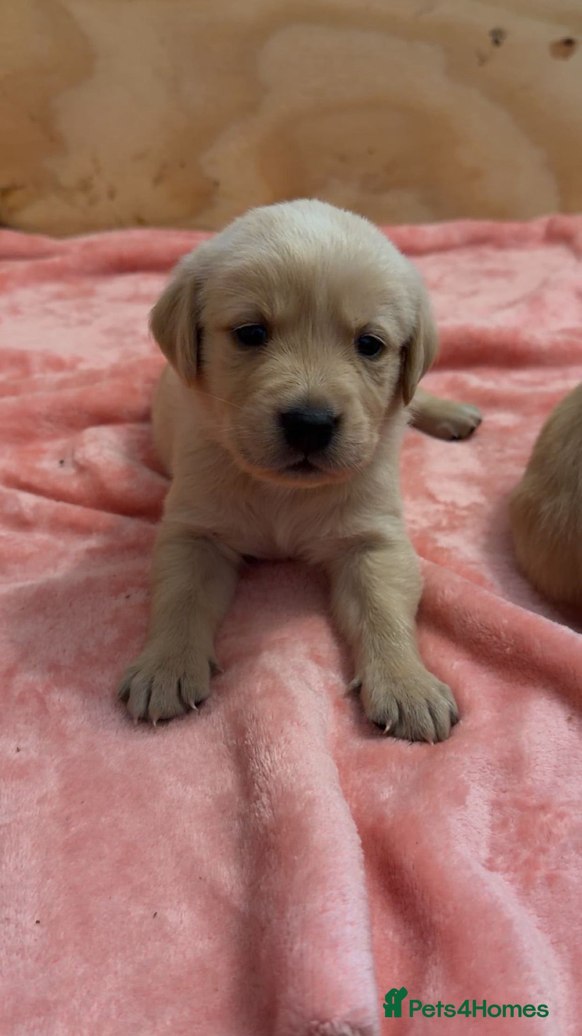 Goldador dogs 🐾 Stunning Goldador Puppies 🐾 - Advert 1