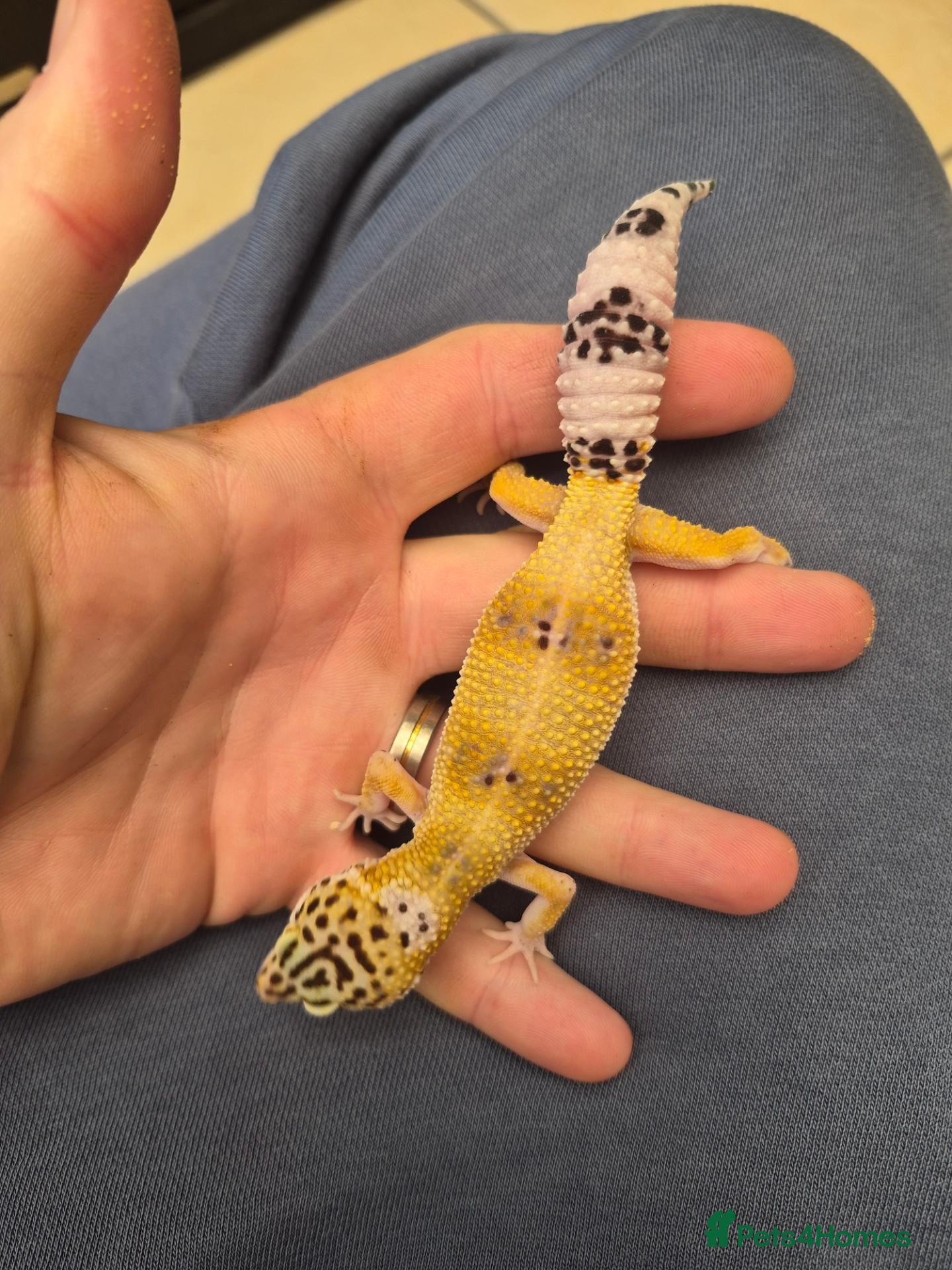 Gecko reptiles for sale: Crested & leopard gecko babies - Advert 1