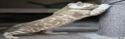Bengal cats for sale: Gorgeous Health Tested Bengals  in Congleton - Advert 9