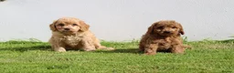 Cockapoo dogs for sale: Beautiful Cockapoo puppies for sale  in Llanelli - Advert 23