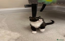 British Shorthair cats for sale: Lilac,Blue,BiColours & Colourpoint Registered  - Image 22