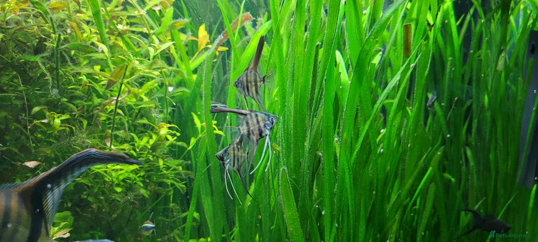 Angelfish fish for sale: Stunning stripes Angel Fish - Advert 5