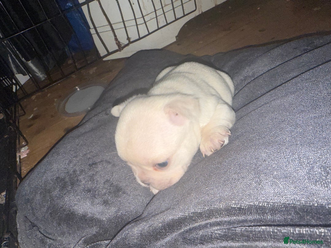 French Bulldog dogs for sale: Puppy frenchies for sale!! - Advert 13