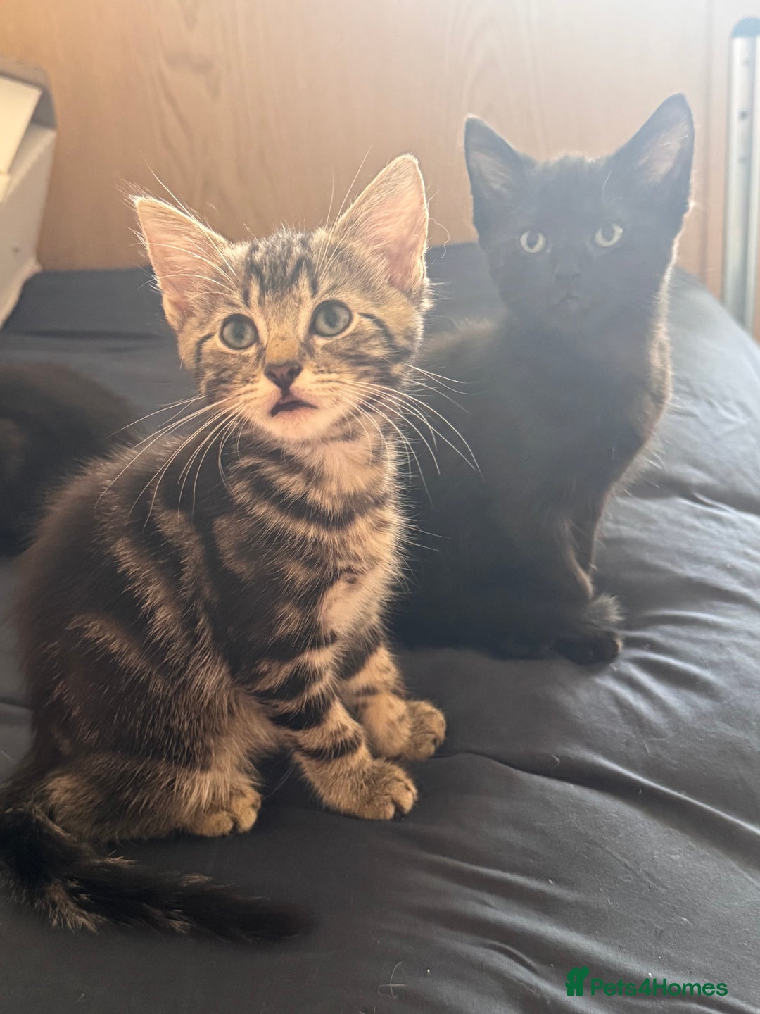 Mixed Breed cats for sale: Ragdoll/khao manne ready for their new homes - Image 6