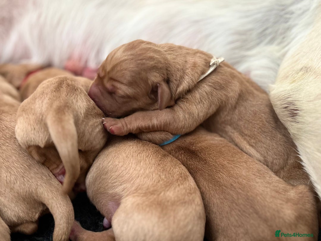 Labrador Retriever dogs for sale: Family/Working bred KC Labradors - Image 6