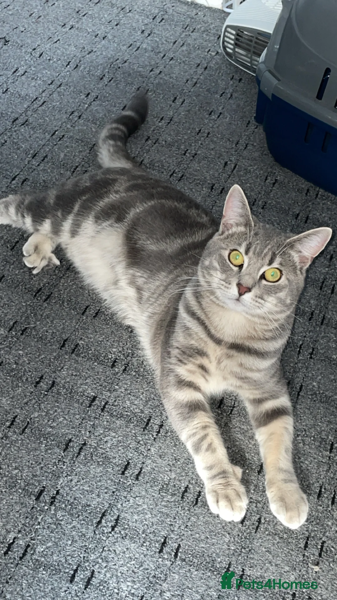 Mixed Breed cats for sale: Cute Kittens For Sale  - Advert 10
