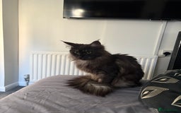 Maine Coon cats for sale: 🐾 Russian Maine Coon Kittens – TICA Registered 🐾 - Image 21