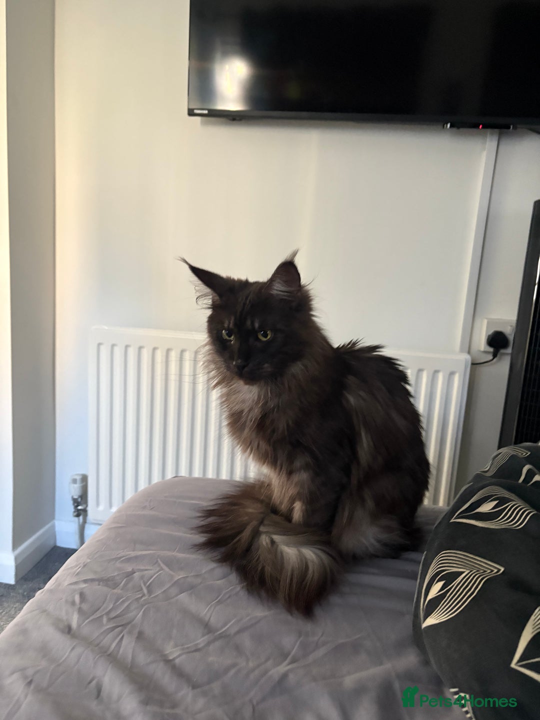 Maine Coon cats for sale: 🐾 Russian Maine Coon Kittens – TICA Registered 🐾 - Image 21