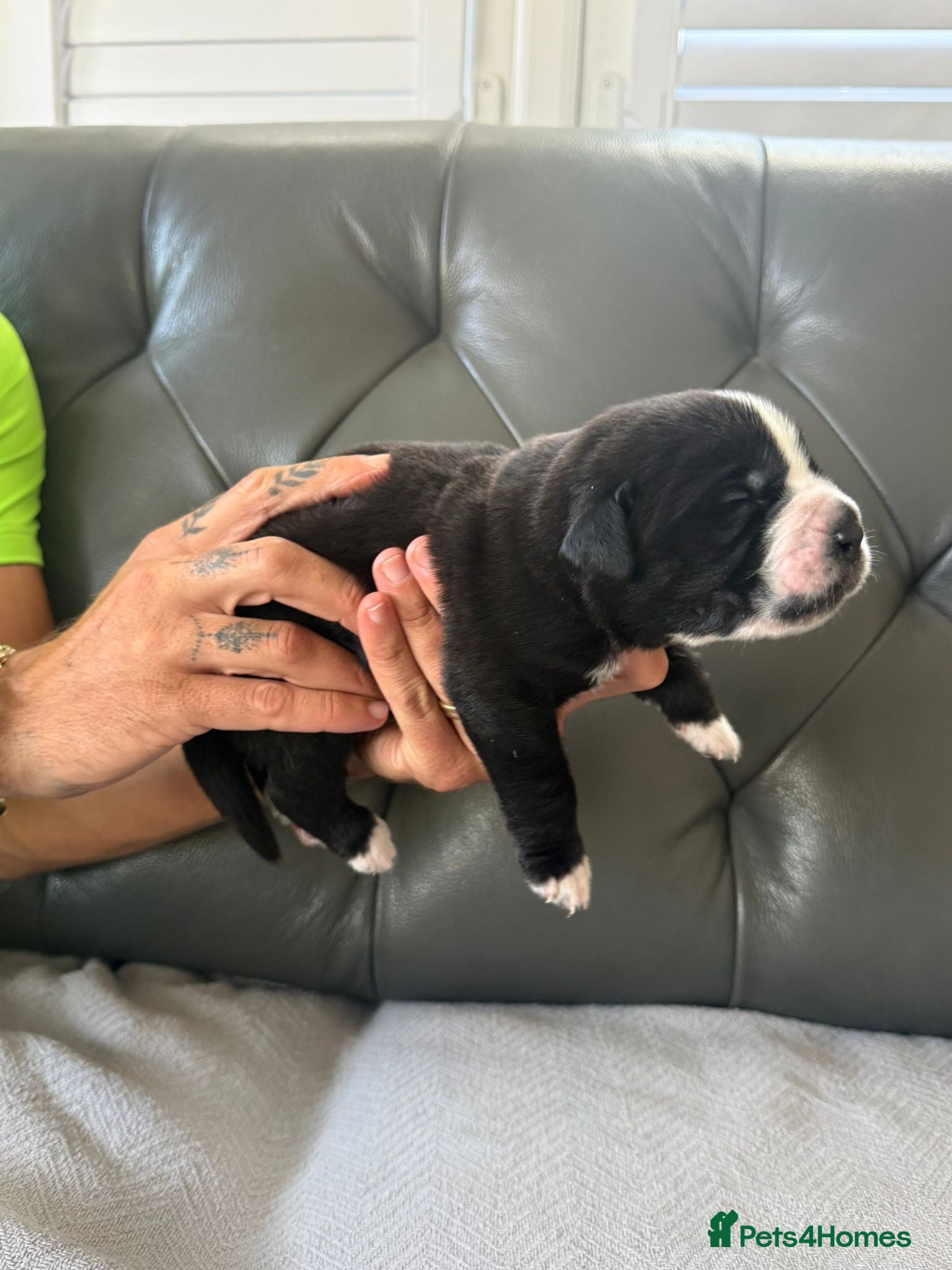 Mixed Breed dogs 🐾 Beautiful Cane Corso × St Bernard Puppies 🐾 - Advert 2