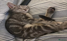 Bengal cats for sale: Bengal cross silver female kitten  - Image 1