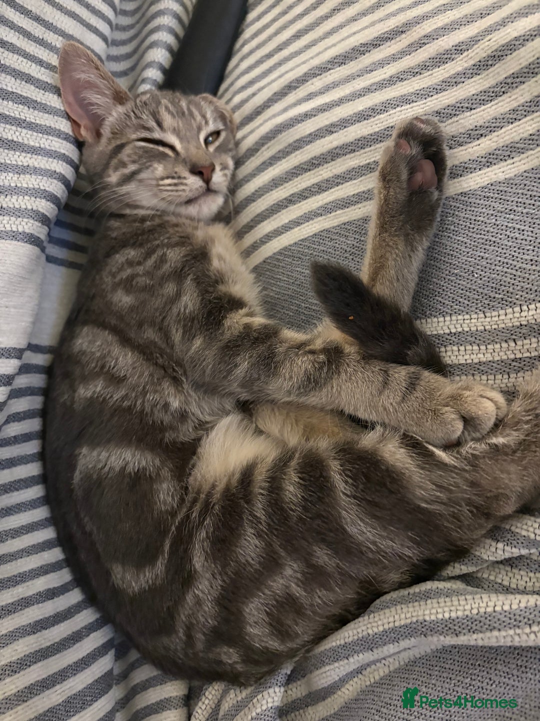 Bengal cats for sale: Bengal cross silver female kitten  - Image 1