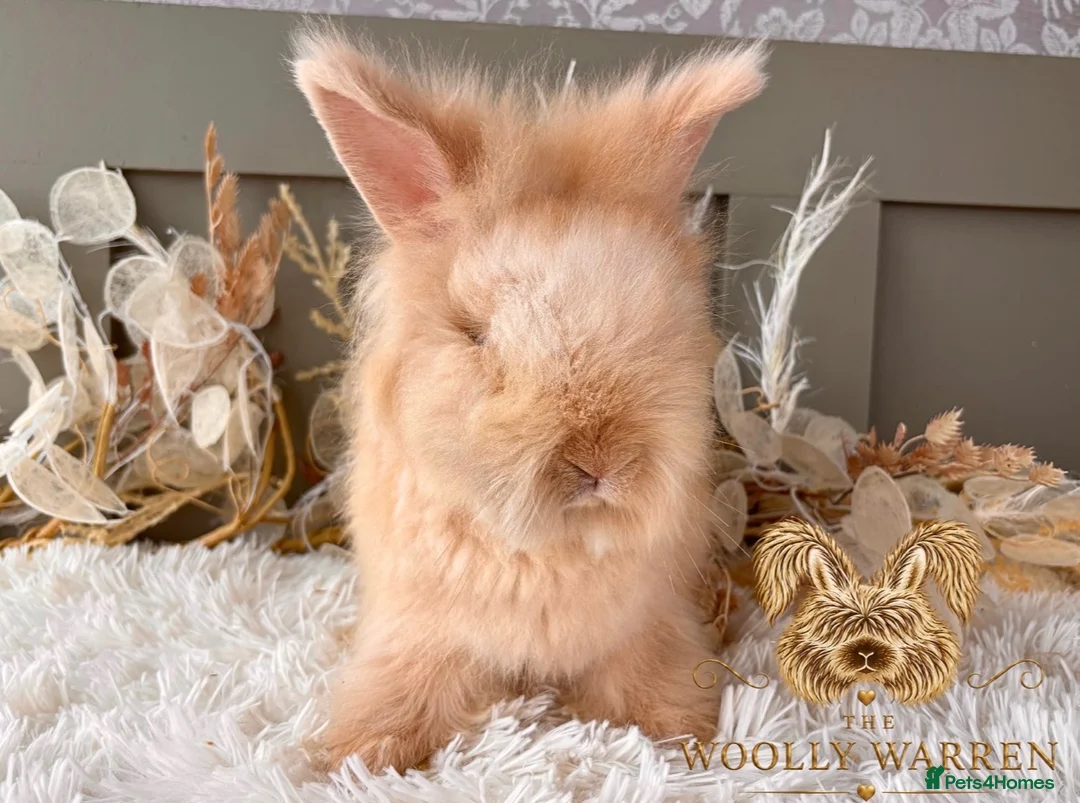 Angora rabbits for sale: Fully Vaccinated Angora Litter - Advert 11