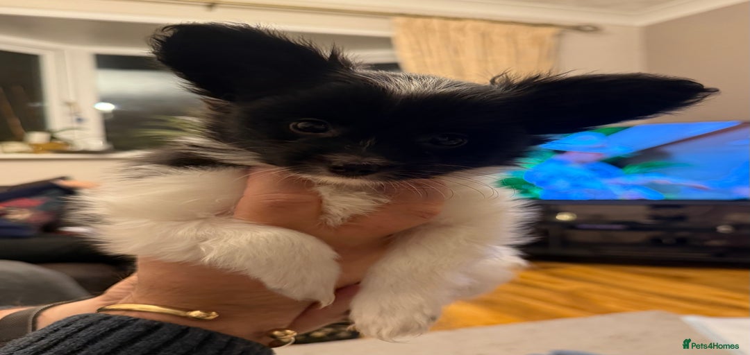 Gallery Image {{count}}