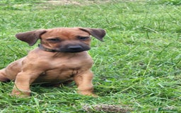 Rhodesian Ridgeback dogs for sale: FULLY rhodesian ridgebacks - Image 4